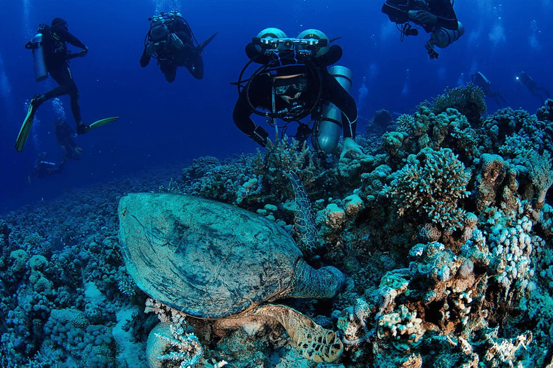 Snorkeling & Diving